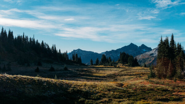 Wallpaper View, Nature, Trees, Mountain, Under, Sky, Forest, Field, Desktop, Landscape, Spruce, Mobile, Blue, Grass, Green