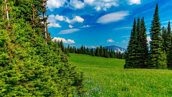 Wallpaper Blue, Field, Sky, During, Mountain, Trees, White, Green, Grass, Daytime, With, Spruce, Snow, Under, Flowers, Yellow, Purple, Clouds