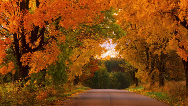 Wallpaper Between, Plants, Road, Yellow, Nature, Autumn, Green, Trees, Bushes