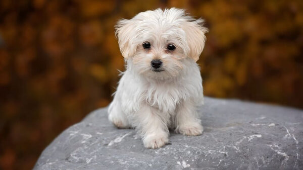 Wallpaper Rock, Puppy, Blur, White, Standing, Background, Maltese, Dog