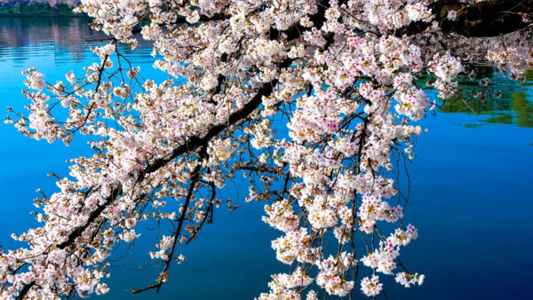 Wallpaper Background, Branches, White, Tree, Lake, Spring, Cherry, Flowers