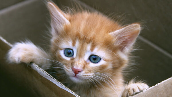 Wallpaper Cat, White, Cute, Box, Blue, Inside, Kitten, Eyes, Brown