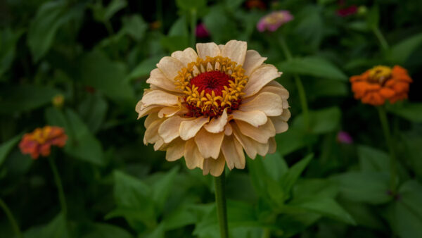 Wallpaper Petals, Plants, Light, Zinnia, With, Desktop, Mobile, Leaves, Flower, Flowers, Background, Yellow, Green