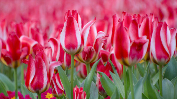 Wallpaper Tulip, Field, Red, Blur, White, Flowers, Background