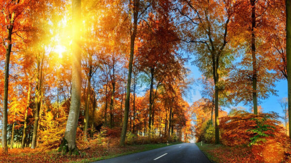 Wallpaper Autumn, Orange, Sunrays, Green, Road, Fall, Between, Yellow, With, Trees