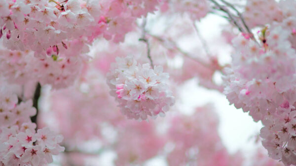 Wallpaper White, Spring, Blossom, Flowers, Pink, Background, Blur, Cherry