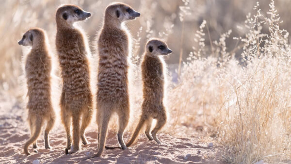 Wallpaper Funny, Four, Animal, Meerkat