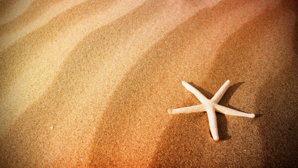 Wallpaper Sand, Starfish, White, Beach