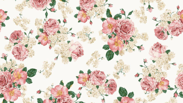 Wallpaper Pink, White, Background, Roses, Floral