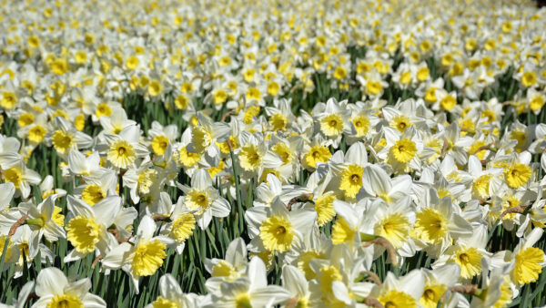 Wallpaper White, Daytime, Field, Daffodil, During, Flowers, Yellow