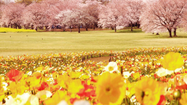 Wallpaper Field, Trees, Yellow, Flowers, Red, Tulips, Winter