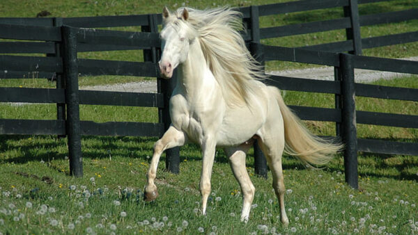 Wallpaper Beautiful, Horse, Background, Standing, Fence, Grass, Green, White, Black