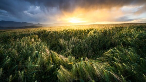 Wallpaper Green, Field, Black, Clouds, Under, Sky, Sunset, Wheat, Nature, During, Yellow