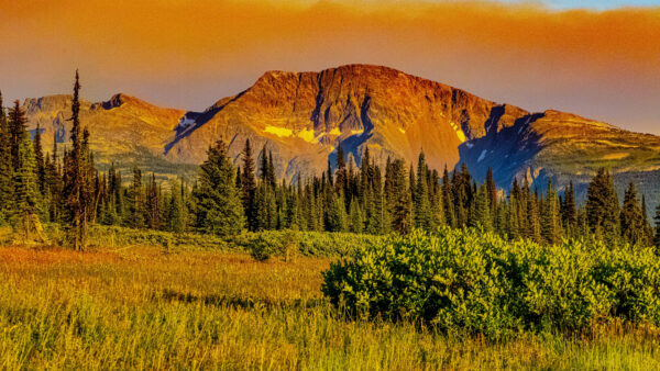 Wallpaper Trees, Nature, Spruce, Desktop, Field, Mobile, Mountains, Silhouette, Grass, Background, Rock, Bushes