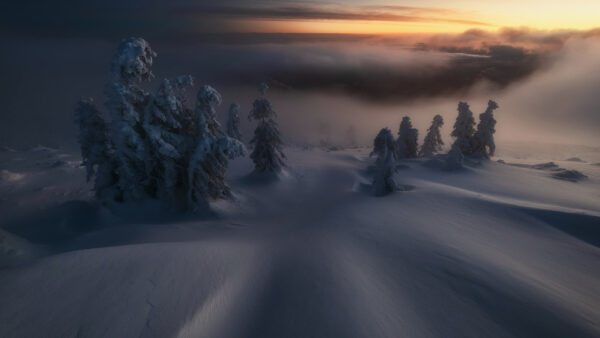 Wallpaper Forest, Snow, Trees, Sunset, Winter, Frozen, Field, With, During, Fog, Green