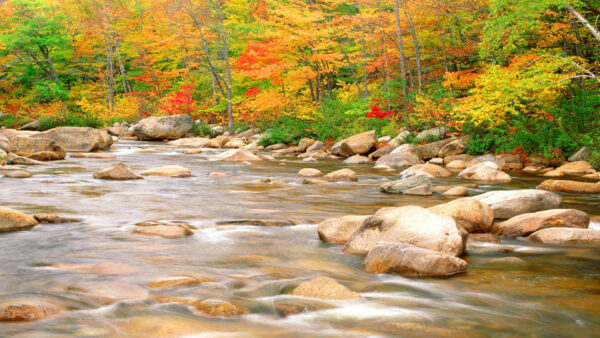 Wallpaper Red, Green, River, Stones, Yellow, Trees, Landscape, Fall, And, Autumn, View