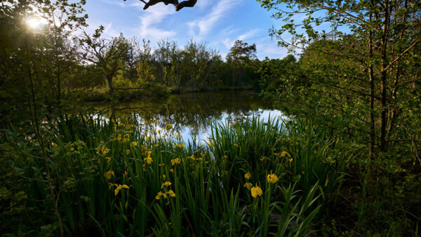 Wallpaper Lake, Yellow, Rays, Nature, Plants, Light, Under, Sky, Bushes, Surrounded, Green, Blue, Grass, Flowers