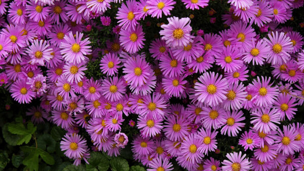 Wallpaper Purple, Daisy, Flowers