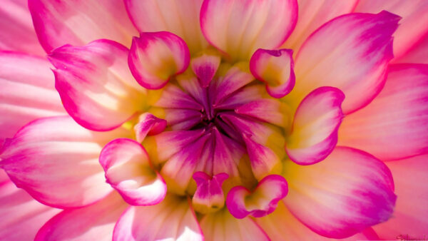 Wallpaper Closeup, View, Flowers, Buds, Aesthetic, Filaments, Pink