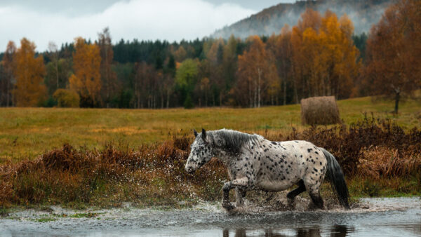 Wallpaper Colorful, Autumn, Trees, Water, Background, White, Horse, Walking, Black