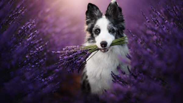 Wallpaper Collie, Flowers, Border, Field, Purple, Dog, Standing, White, Black