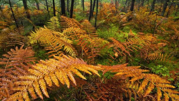 Wallpaper Yellow, Fern, Nature, Plants, View, Background, Forest, Closeup, Leaves, Green, Brown