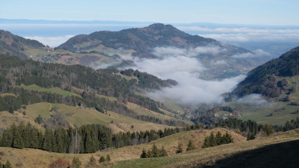 Wallpaper With, Forest, Slope, Fog, Field, Mountain, Nature, Grass, Hills, Trees