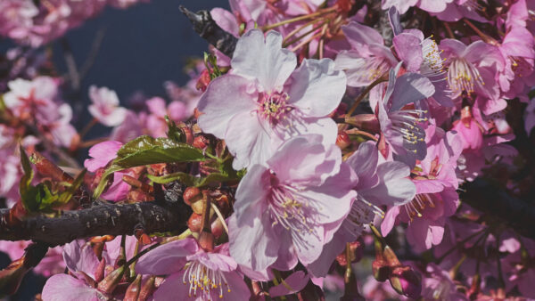 Wallpaper Leaves, Petals, Tree, Sakura, Buds, Flowers, Pink, Branches, Green