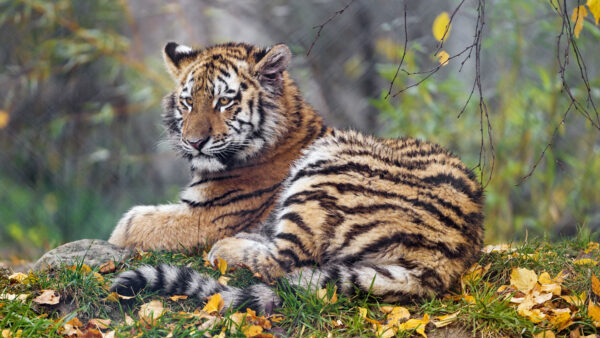 Wallpaper Grass, Tigress, Stare, Tiger, Look, Background, With, Down, Blur, Lying, Nature