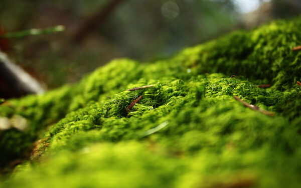 Wallpaper Forest, Springtime