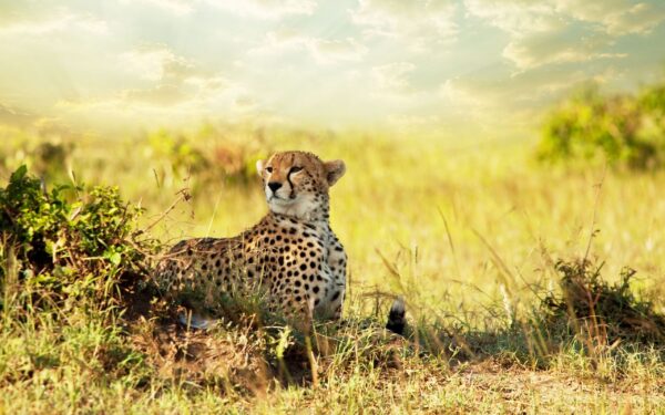 Wallpaper Africa, Cheetah, Savanna