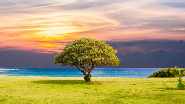 Wallpaper Grass, Ocean, Landscape, Tree, Beach