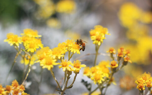 Wallpaper Pollination