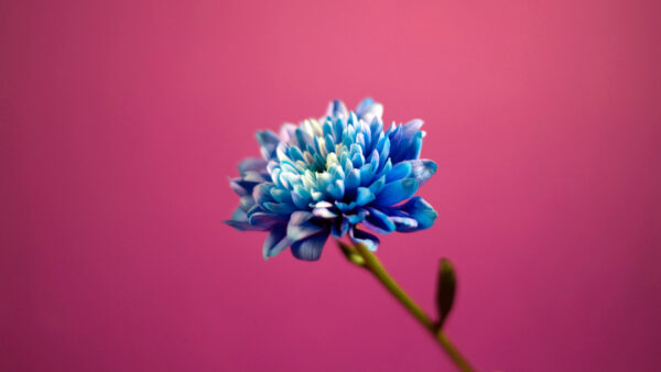 Wallpaper Background, Pink, Blue