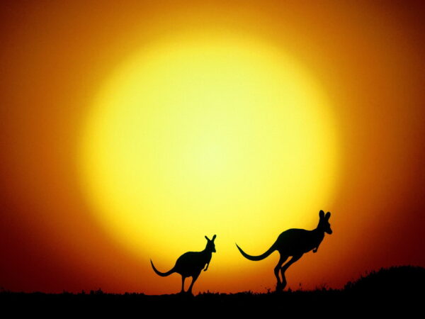 Wallpaper Australia, Kangaroo