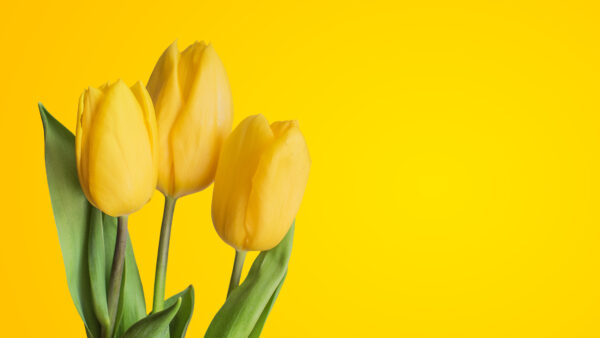 Wallpaper Tulips, Yellow