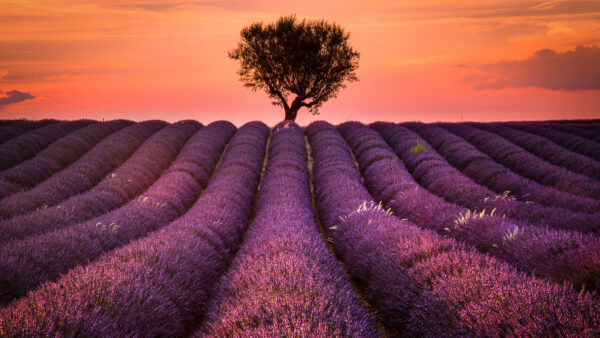 Wallpaper Mobile, Images, Landscape, Pc, Lavender, Dual, Nature, 4k, Background, Monitor, Phone, Field, Download, IPhone, Free, Desktop, Android, Cool, Wallpaper