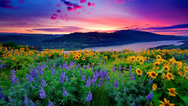 Wallpaper Yellow, Mountain, Cloud, Flowers, Sunset, Red, Lake, And, Desktop, Blue, Mobile, Under, Landscape, Nature, Hills