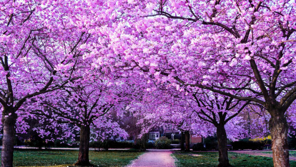 Wallpaper Blossom, Sakura, Desktop, Path, Trees, Between, Flowers