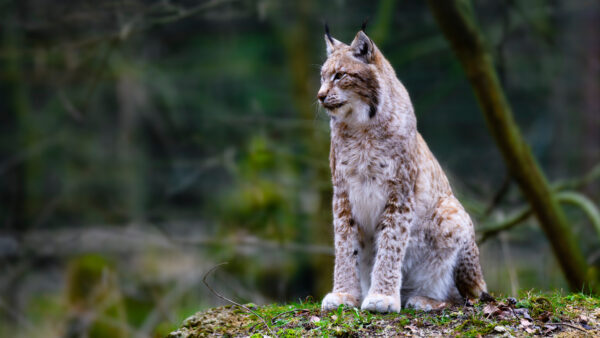 Wallpaper Lynx, Animals, Mobile, Big, Cat, Desktop