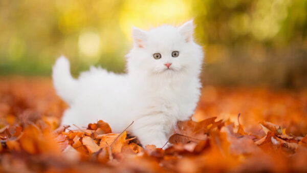 Wallpaper Standing, Pussy, Blur, Cute, Dry, Desktop, Green, Cat, Bokeh, Leaves, Background, White, Kitten