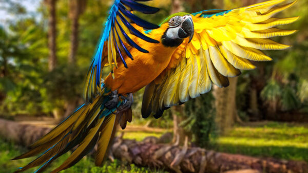 Wallpaper Macaw, Parrot, Blue, Closeup, Photo, Desktop, Animals, Yellow