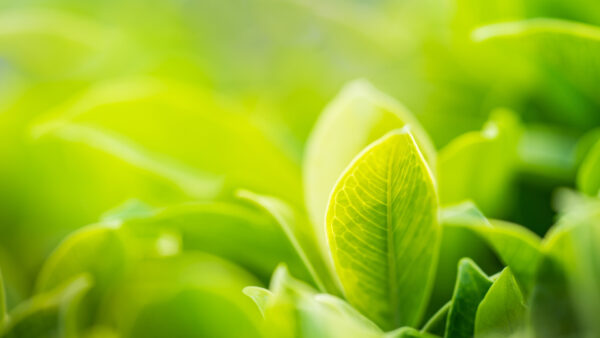 Wallpaper Blur, Desktop, Green, View, Plants, Closeup, Background, Beautiful
