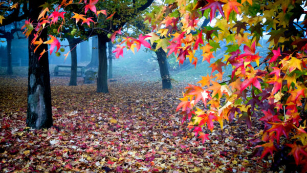 Wallpaper Fog, Trees, With, Nature, Leafed, Autumn, Desktop, Beautiful, Mobile, Forest