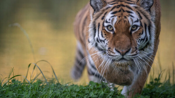 Wallpaper Animals, Mobile, Stare, Desktop, Tiger