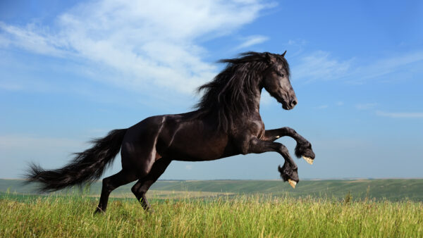 Wallpaper Desktop, Horse, And, With, Background, Jumping, Black, Sky, Clouds, Mobile, Blue