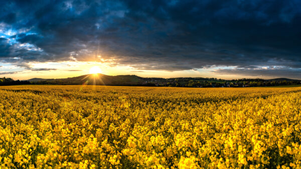 Wallpaper Rapeseed, Desktop, Field, Yellow, Flowers, Sunrise, During