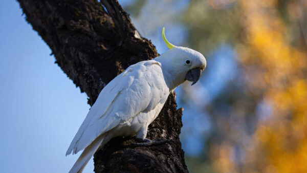 Wallpaper Tree, Animals, Sitting, Cockatoo, With, Background, Branch, Blur, Desktop, Sulphur-Crested, Mobile