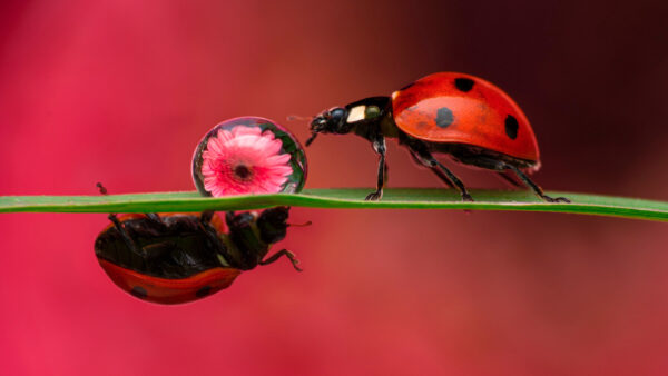 Wallpaper Background, Insect, Desktop, Green, Animals, Pink, Leaf, Ladybug, Red