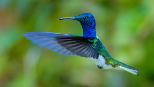 Wallpaper Blue, Birds, Hummingbird, Blur, Flying, Background, Green, Desktop